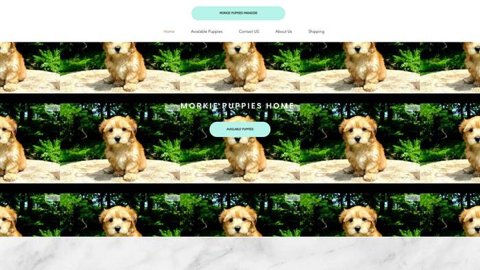 Morkiepuppiesparadise.com - Yorkshire Terrier Puppy Scam Review