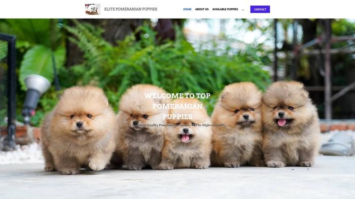 Pomeranianpuppiesup-4sale.com - Pomeranian Puppy Scam Review