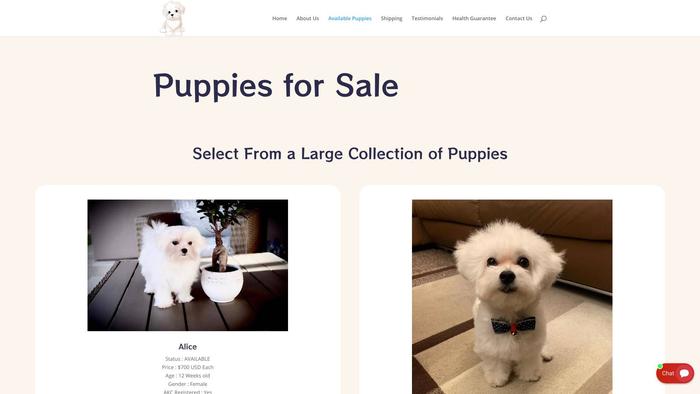 Preciousmaltesepuppies.com - Maltese Puppy Scam Review