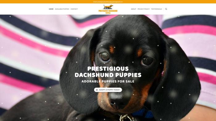 Prestigiousdachshundpuppieshome.com - Dachshund Puppy Scam Review