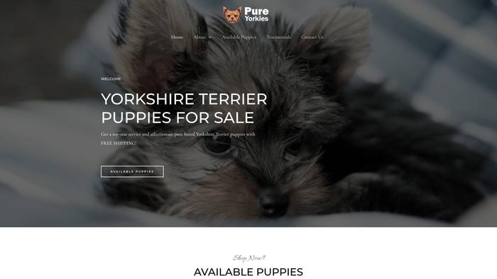 Pureyorkies.com - Terrier Puppy Scam Review