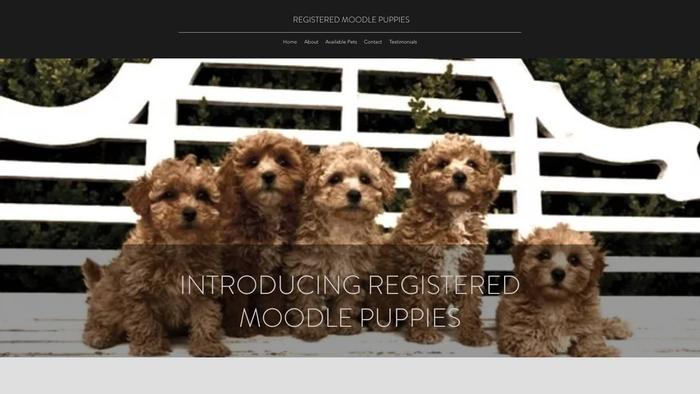 Registeredmoodlepuppies.com - Poodle Puppy Scam Review