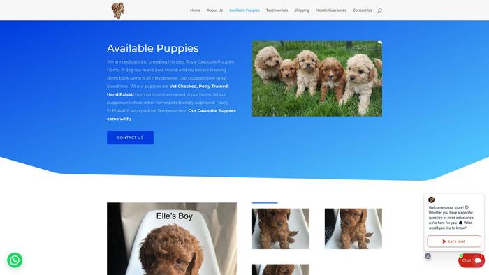 Royalcavoodlepuppieshome.com - Cavapoo Puppy Scam Review