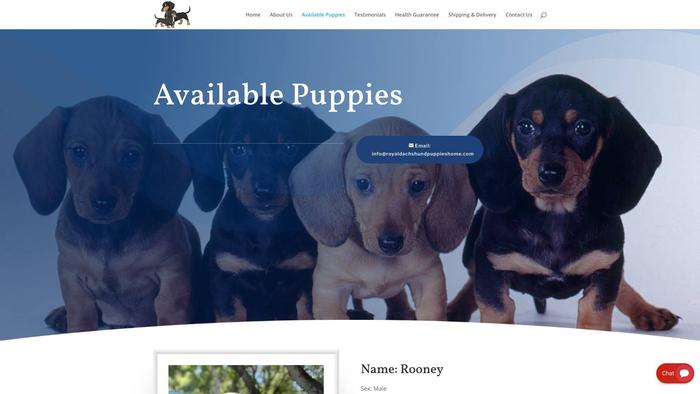 Royaldachshundpuppieshome.com - Dachshund Puppy Scam Review