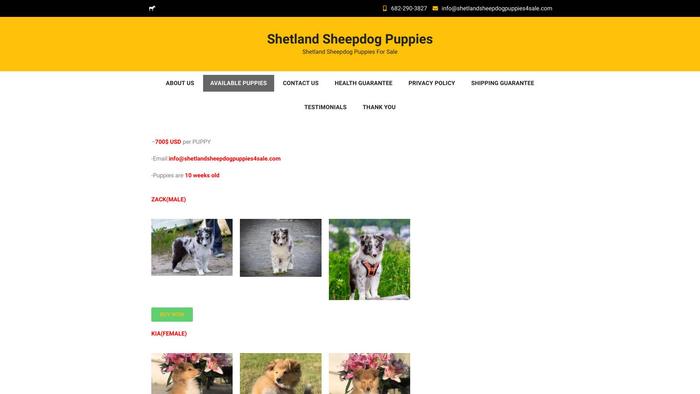 Shetlandsheepdogpuppies4sale.com - Sheltie Puppy Scam Review