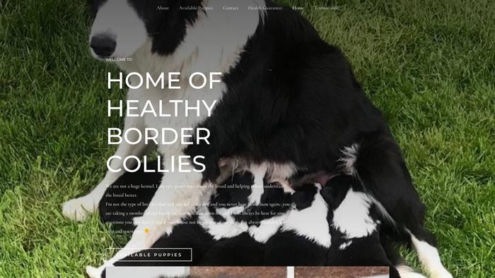 Summerbordercolliebreeder.dog - Bordercollie Puppy Scam Review