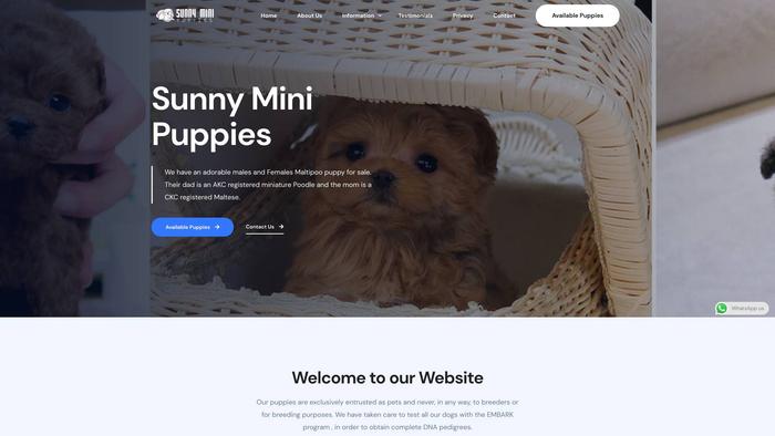 Sunnyminipuppies.com - Maltipoo Puppy Scam Review