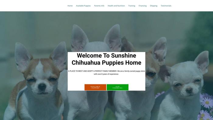 Sunshinechihuahuapuppies.com - Chihuahua Puppy Scam Review