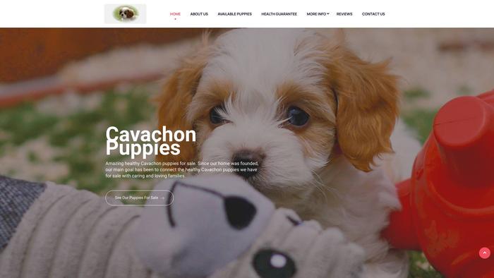 Thepeterscavachonhouse.com - Cavachon Puppy Scam Review