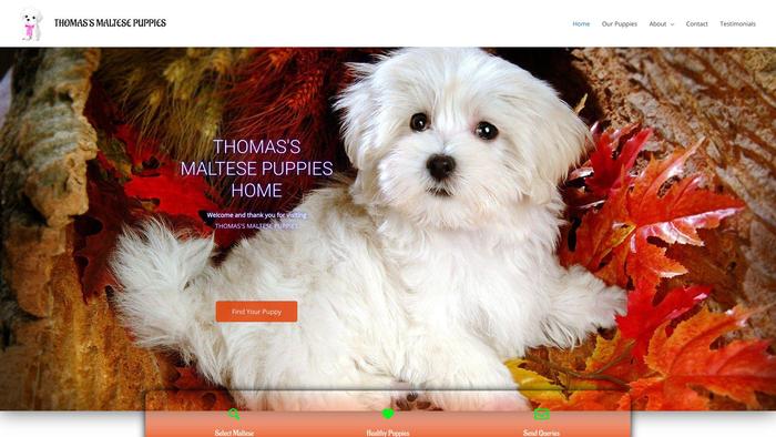 Thomassmaltesepuppies.com - Maltese Puppy Scam Review