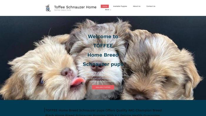 Toffeeschnauzerhome.com - Schnauzer Puppy Scam Review