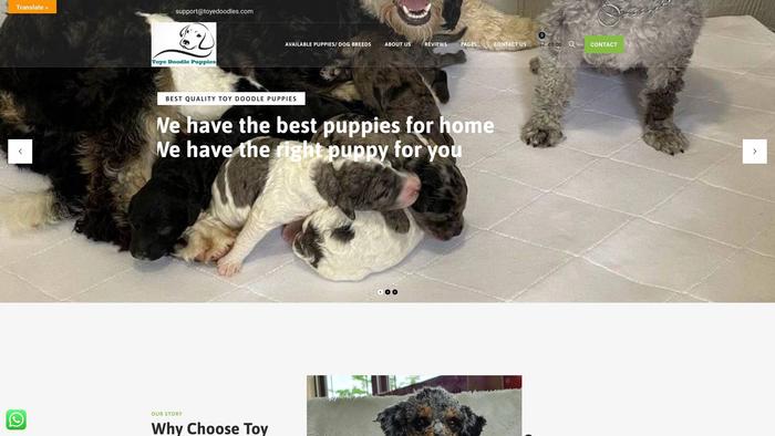 Toyedoodles.com - Labradoodle Puppy Scam Review