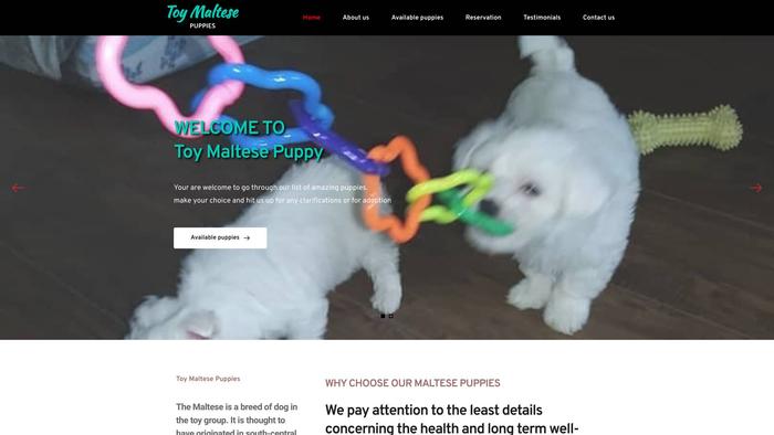 Toymaltesepuppy.com - Maltese Puppy Scam Review