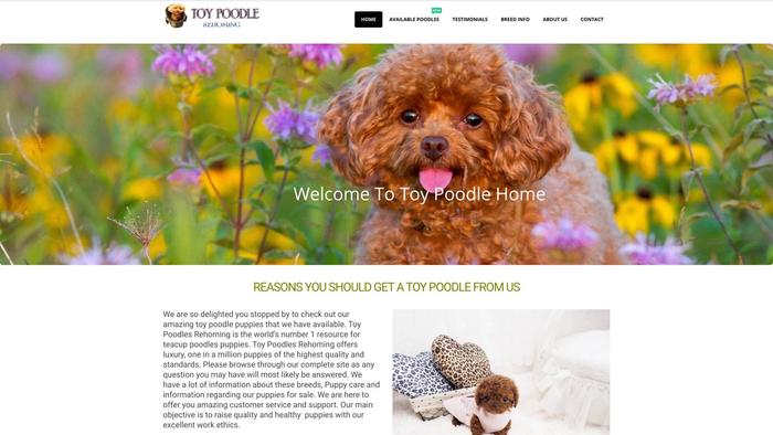 Toypoodlerehoming.com - Poodle Puppy Scam Review