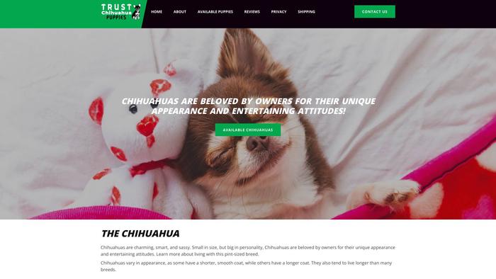 Trustchihuahuapuppies.com - Chihuahua Puppy Scam Review