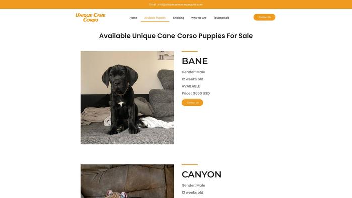 Uniquecanecorsopuppies.com - Cane Corso Puppy Scam Review