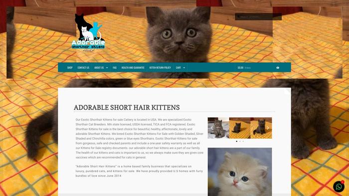 Adorableshorthairkittens.com - British Shorthair Puppy Scam Review