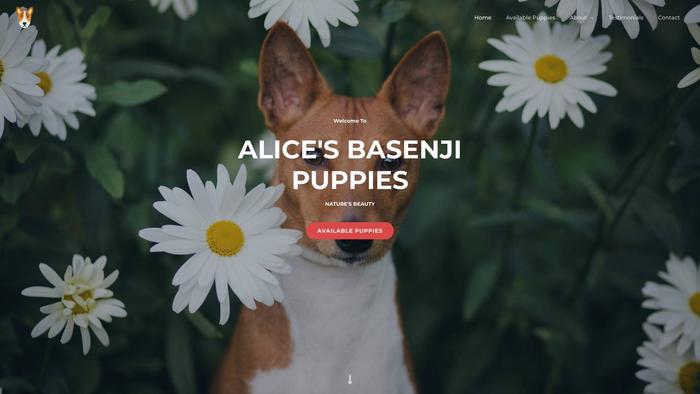 Alicesbasenjishome.com - Basenji Puppy Scam Review