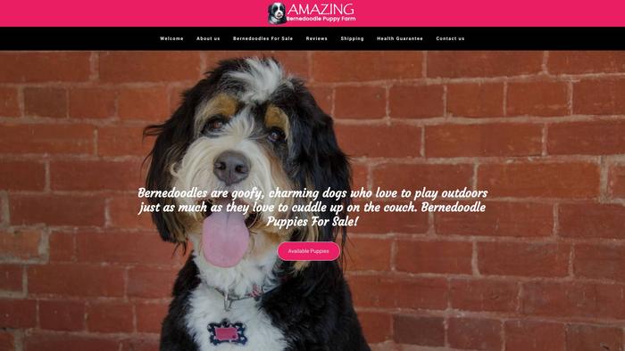 Amazingbernedoodlepuppyfarm.com - Bernedoodle Puppy Scam Review