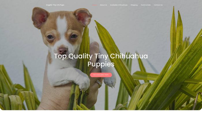 Angelictinychipups.com - Chihuahua Puppy Scam Review