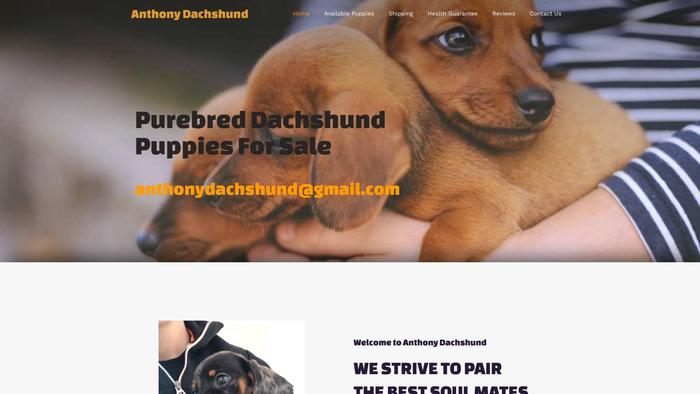 Anthonydachshund.com - Dachshund Puppy Scam Review