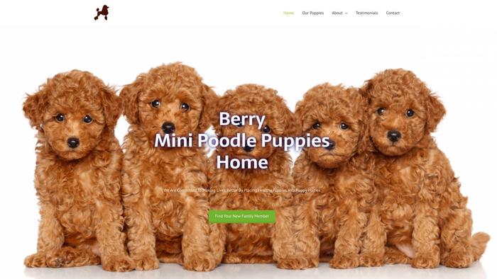 Berryminipoodlepuppieshome.com - Poodle Puppy Scam Review