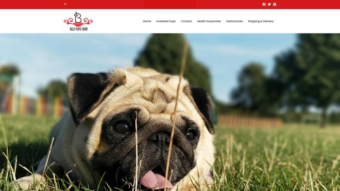 Billypupsfarm.com - Pug Puppy Scam Review