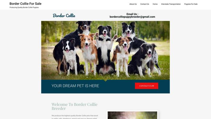 Bordercolliepuppybreeder.com - Bordercollie Puppy Scam Review