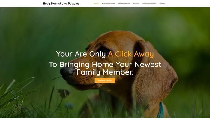 Braydachshundpuppies.com - Dachshund Puppy Scam Review