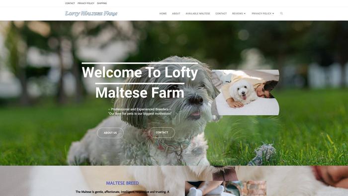 Buy-maltesepuppies.com - Maltese Puppy Scam Review