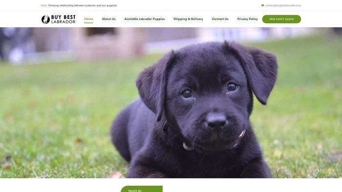 Buybestlabrador.com - Labrador Puppy Scam Review