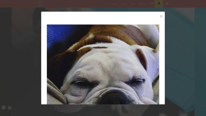 Celineenglishbulldogs.com - English Bulldog Puppy Scam Review