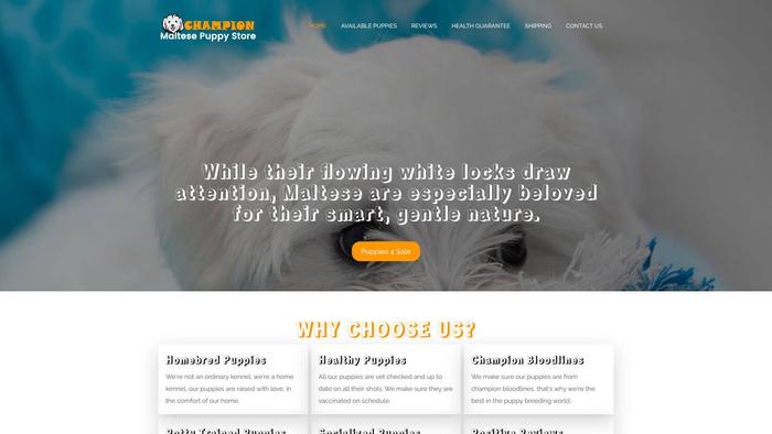 Championmaltesepuppystore.com - Maltese Puppy Scam Review