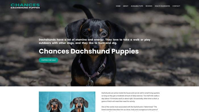 Chancesdachshundpuppies.com - Dachshund Puppy Scam Review