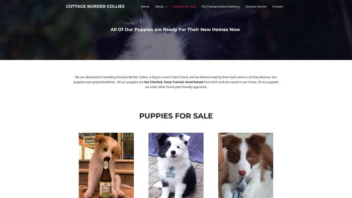 Cottagebordercollies.com - Bordercollie Puppy Scam Review