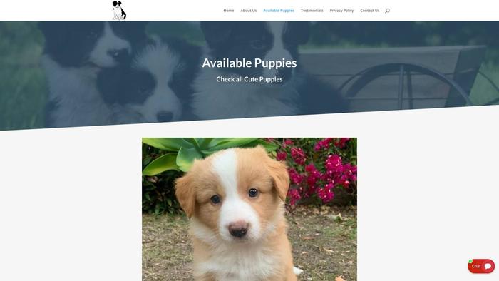 Diamondbordercolliepuppies.com - Bordercollie Puppy Scam Review