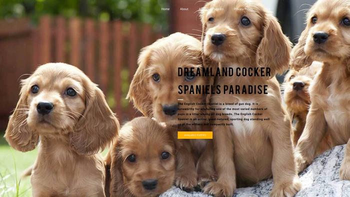 Dreamlandcockerspaniels.com - Cockerspaniel Puppy Scam Review