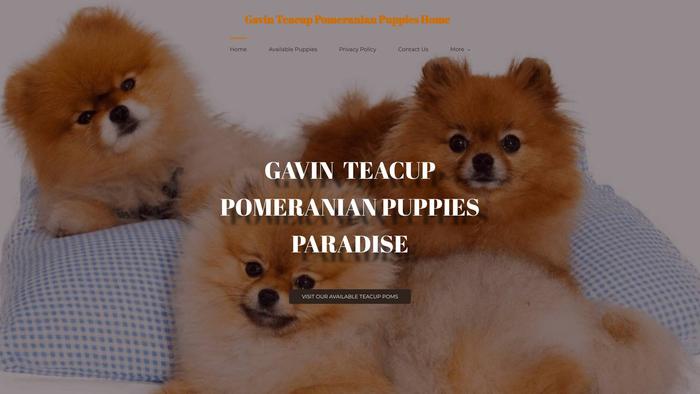 Gavinteacuppomeranianpuppies.com - Pomeranian Puppy Scam Review