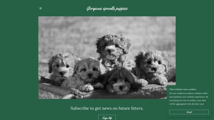 Gorgeous-spoodlepups.com - Poodle Puppy Scam Review