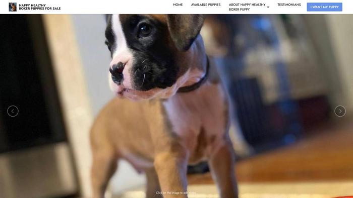 Happyhealthyboxerpuppiesforsale.com - Boxer Puppy Scam Review