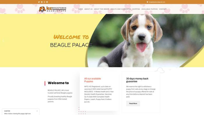 Kcregisteredbeaglepups.com - Beagle Puppy Scam Review