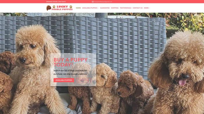 Luckypoodlepupshome.com - Poodle Puppy Scam Review