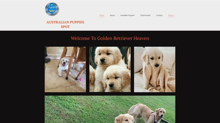 Mcshansgoldenretriever.com - Golden Retriever Puppy Scam Review