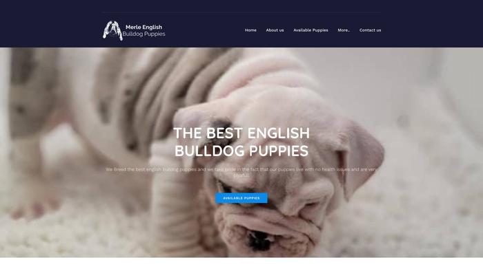 Merleenglishbulldogpuppies.com - English Bulldog Puppy Scam Review