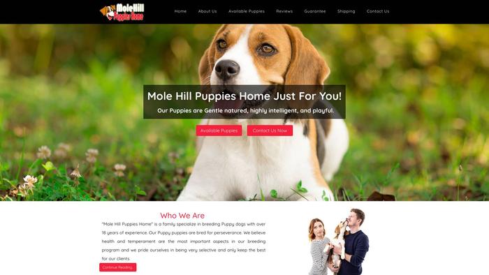 Molehillpuppies.com - Beagle Puppy Scam Review