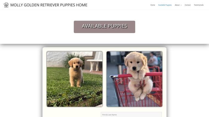 Mollygoldenretrieverpuppies.com - Golden Retriever Puppy Scam Review