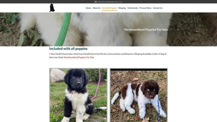 Newfoundlandpuppieshome.com - Saint Bernard Puppy Scam Review