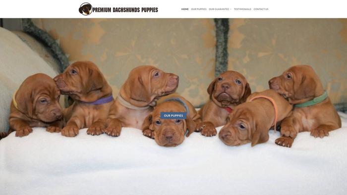 Premiumdachshundspuppies.com - Dachshund Puppy Scam Review