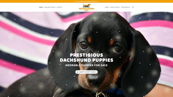 Prestigiousdachshundpuppyhome.com - Dachshund Puppy Scam Review