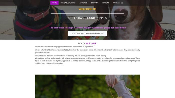 Queendachshundpuppies.com - Dachshund Puppy Scam Review